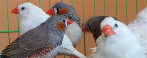 珍珠鳥幼鳥|【珍珠鳥飼養】珍珠鳥的飼養方法 